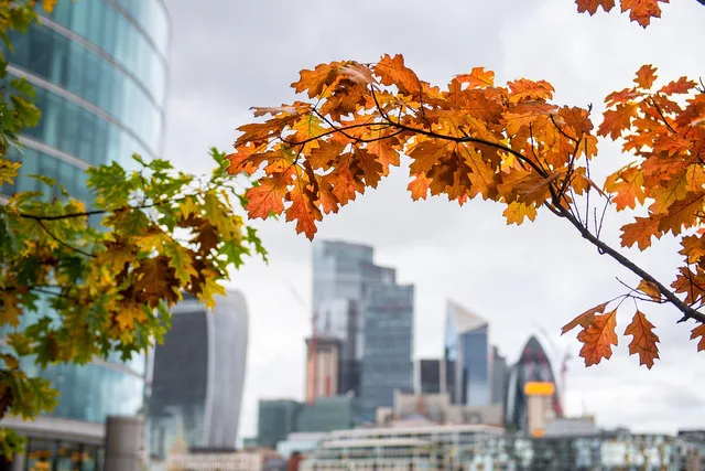 autumn, city, london, england, architecture, fall, foliage, london, london, london, london, london. Seven measures for sizing England's marketing agencies market